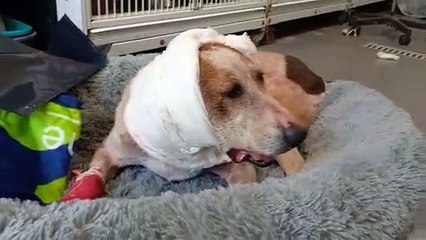 Canile della Muratella, la nuova gestione: 18 ore per l'arrivo del veterinario