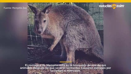 El zoológico de Memphis busca a un canguro perdido después de las inundaciones de exhibición