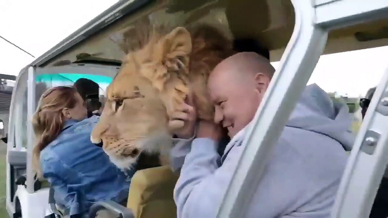 Cette lionne adore faire des câlins aux touristes