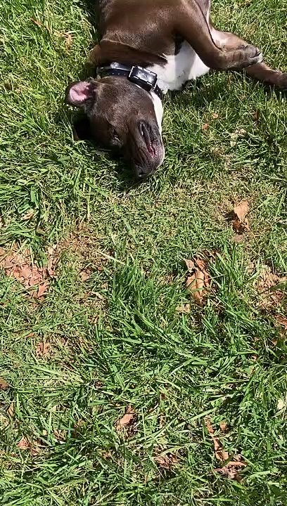 Rolling Animal