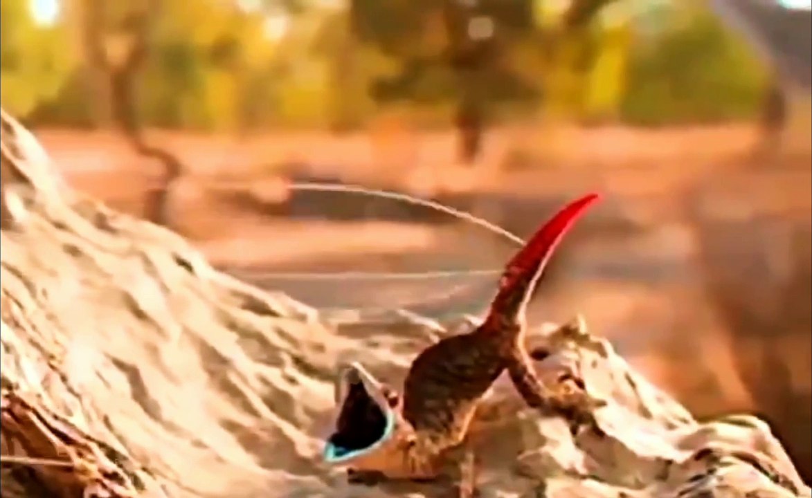 Strophurus taenicauda