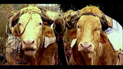 Femme paysanne Bande-annonce VF