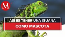 En Chiapas, cada vez más frecuente tener iguanas como mascotas