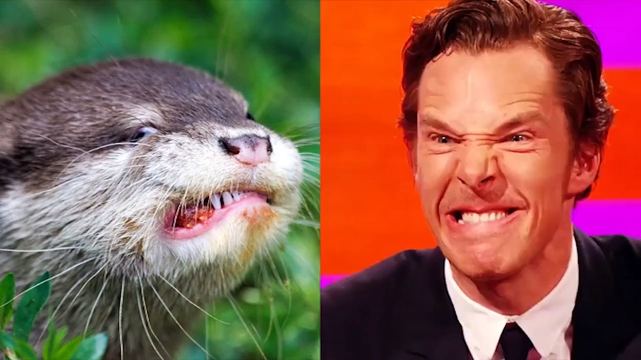 Benedict Cumberbatch, acteur et imitateur de loutres