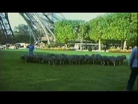 Les Brebis font de la résistance Extrait vidéo (2) VF