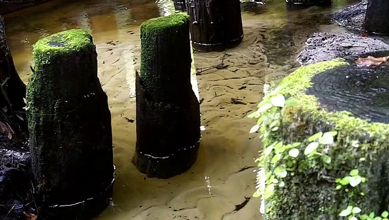 Free Green Moss Trunk Wood Video Footage