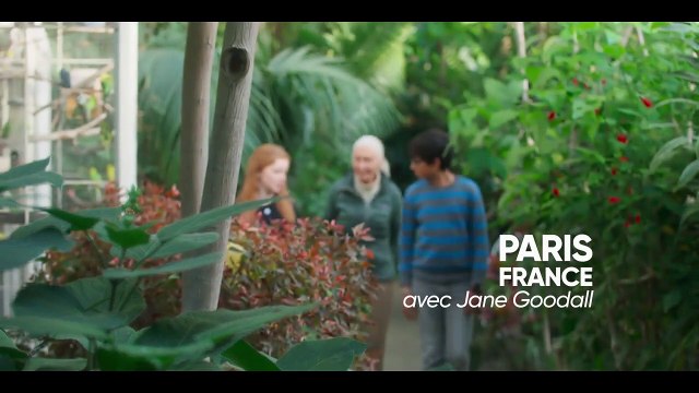 Animal EXTRAIT VO Jane Goodall