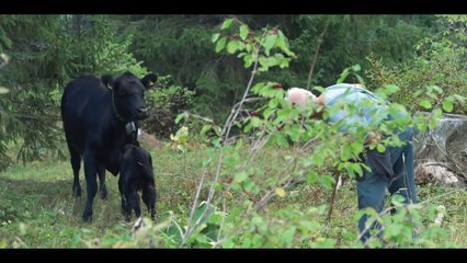 Animal EXTRAIT VO "Les vaches"
