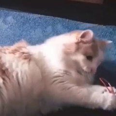 Funniest Cats  - Funny cats. If it wasn't for the camera, no one would have known.  - Johnny Catsville