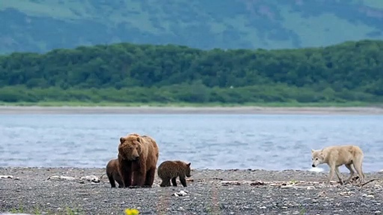 Grizzly - EXTRAIT VF "Sky protège ses oursons"