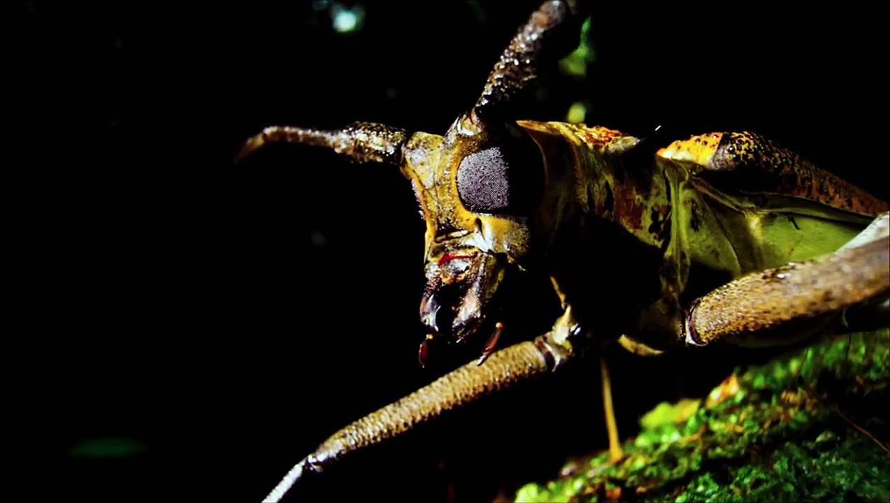 Nature Bande-annonce VF