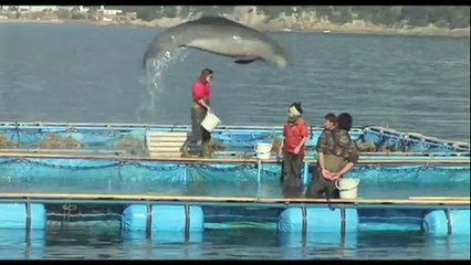 The Cove - La Baie de la honte Reportage VF