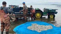 İznik Gölü'nde gümüş balığı sezonu açıldı