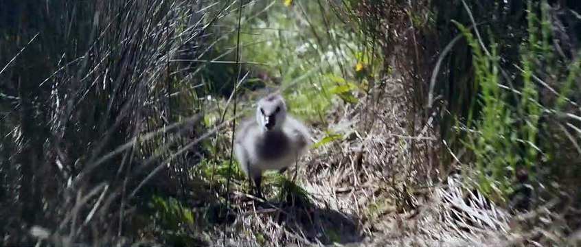 Donne-moi des ailes Bande-annonce VF