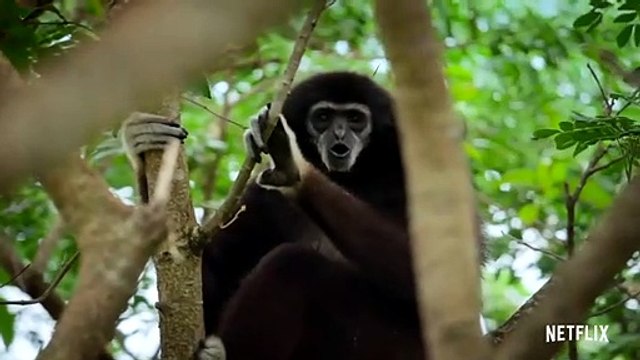 Le Règne animal - saison 1 Bande-annonce VO