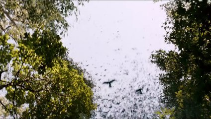 Noé Bande-annonce VO