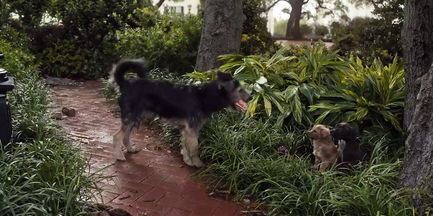 La Belle et le Clochard Bande-annonce (2) VO