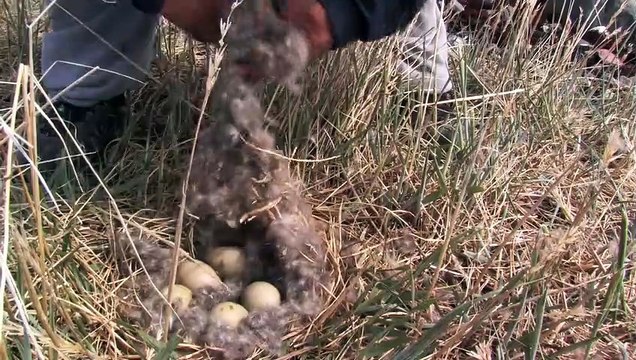 People of a Feather Bande-annonce VO