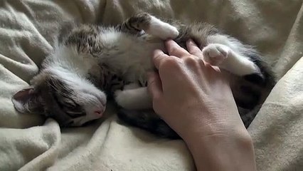 Small Cat Shows His Belly and Purrs