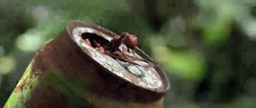 Minuscule - La vallée des fourmis perdues Teaser VF