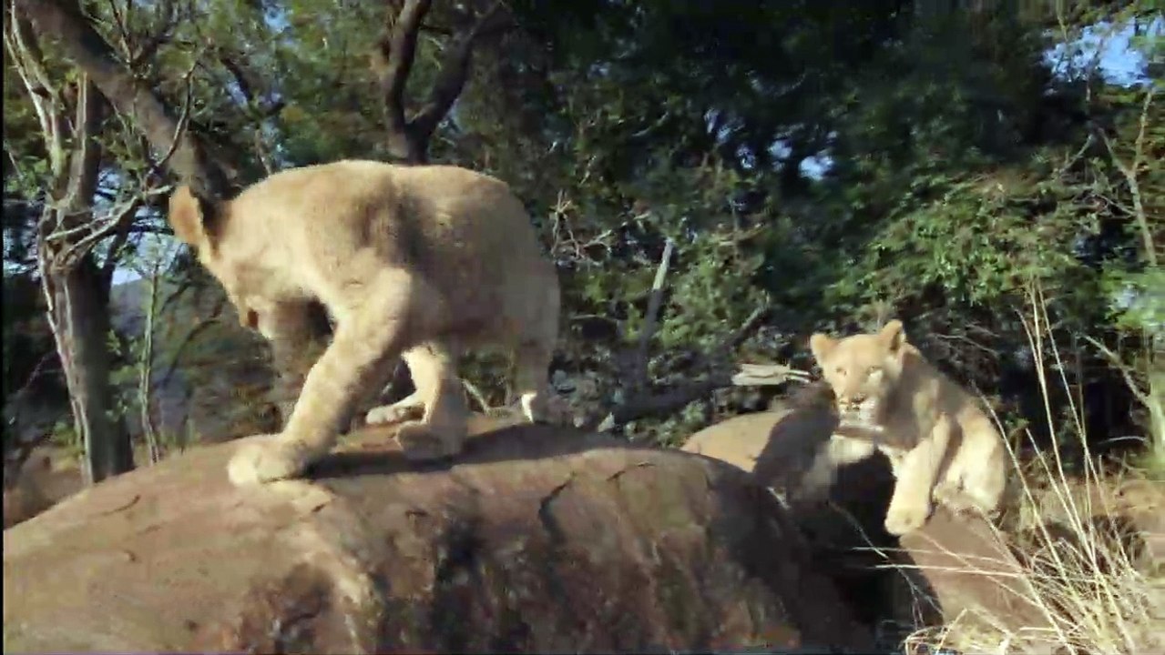 African Safari 3D - EXTRAIT VF "Les lionceaux"