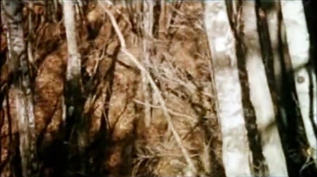 La Forêt sans nom Bande-annonce VO