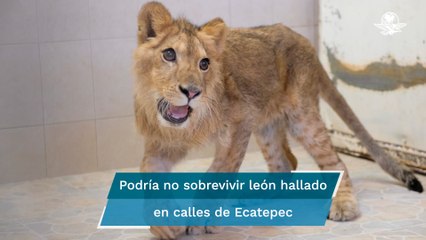 ¡Le cortaron garras y lo descolmillaron!, Salud de león africano hallado en Ecatepec es mala