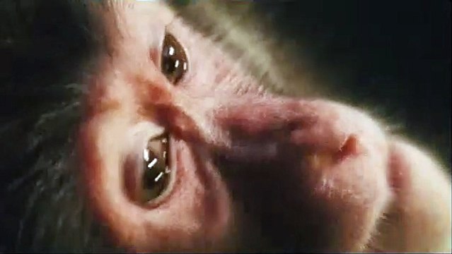 The Fountain Extrait vidéo (2) VF