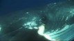 Dauphins et baleines 3D, nomades des mers Bande-annonce VF