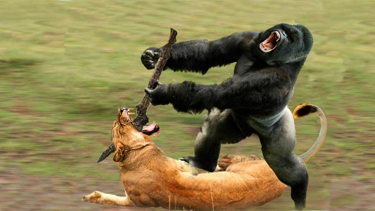 gorilla fighting