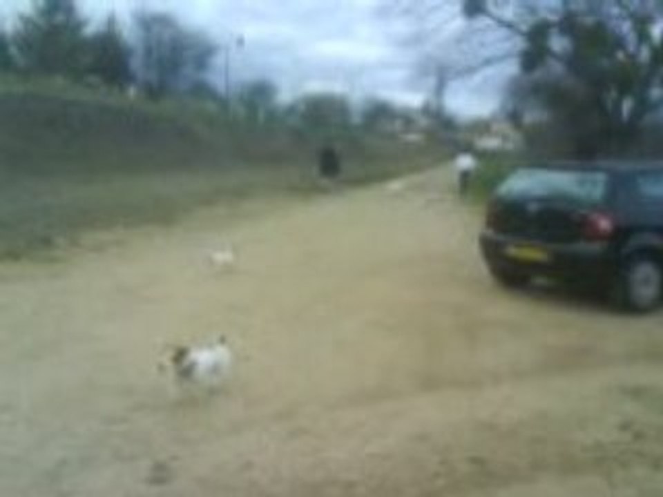 Les toutoux avec les balles