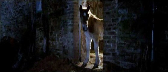 Pom le poulain Extrait vidéo (3) VF