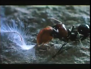 Microcosmos: Le peuple de l&#039;herbe Bande-annonce VF