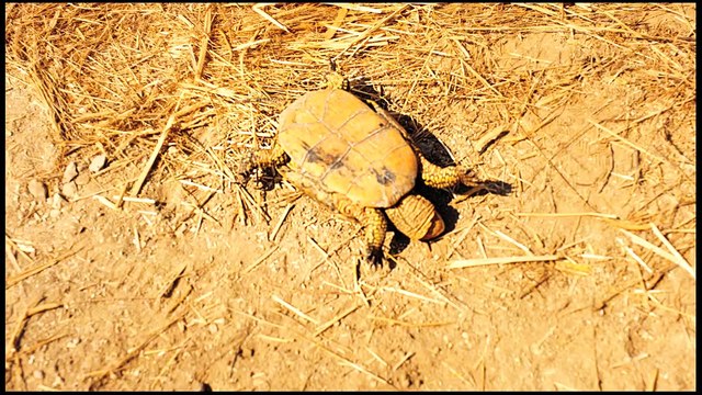 Les Raisins de l'espoir Bande-annonce VO