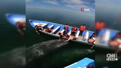 Gri balinanın turist teknesine yaklaşması şaşkınlığa neden oldu