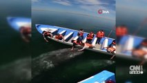 Gri balinanın turist teknesine yaklaşması şaşkınlığa neden oldu