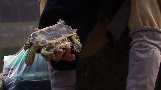 One Mind - Une Vie Zen EXTRAIT VO Les tortues