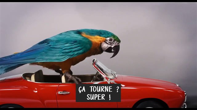 Le Voyage du Dr Dolittle BONUS VF Les auditions