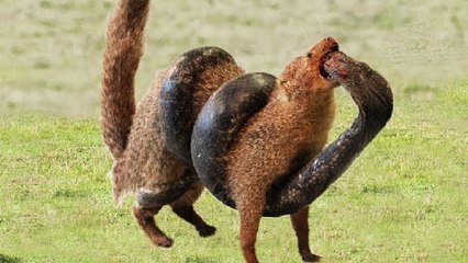 Cobra VS Mongoose, brutal battle happened in the cruel desert !