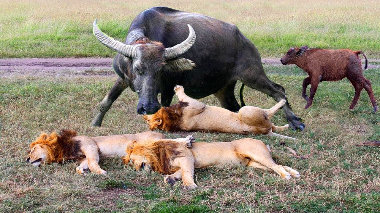 10 times when king lion messed up! preys took h...