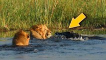 Lion VS Crocodile, most amazing scenes that been shoted on camera  can not be forgotten