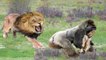 Cruel Of wild Animals , beasts gight each other , see when   monkey , python, Lion, leopard& wild boa  got involved into fight r