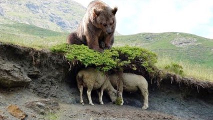 best  shots have been taken on camera , 2022 wild life