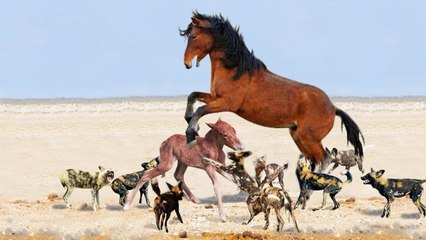 best scenes have been taken of the wild life c you will not believe that