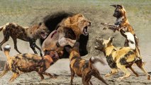 king lion Vs herd of dogs, can the dogs badly injure the king to death?!
