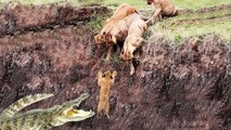 One VS Group , 9 scenes when group o of wild animals surrounded the prey