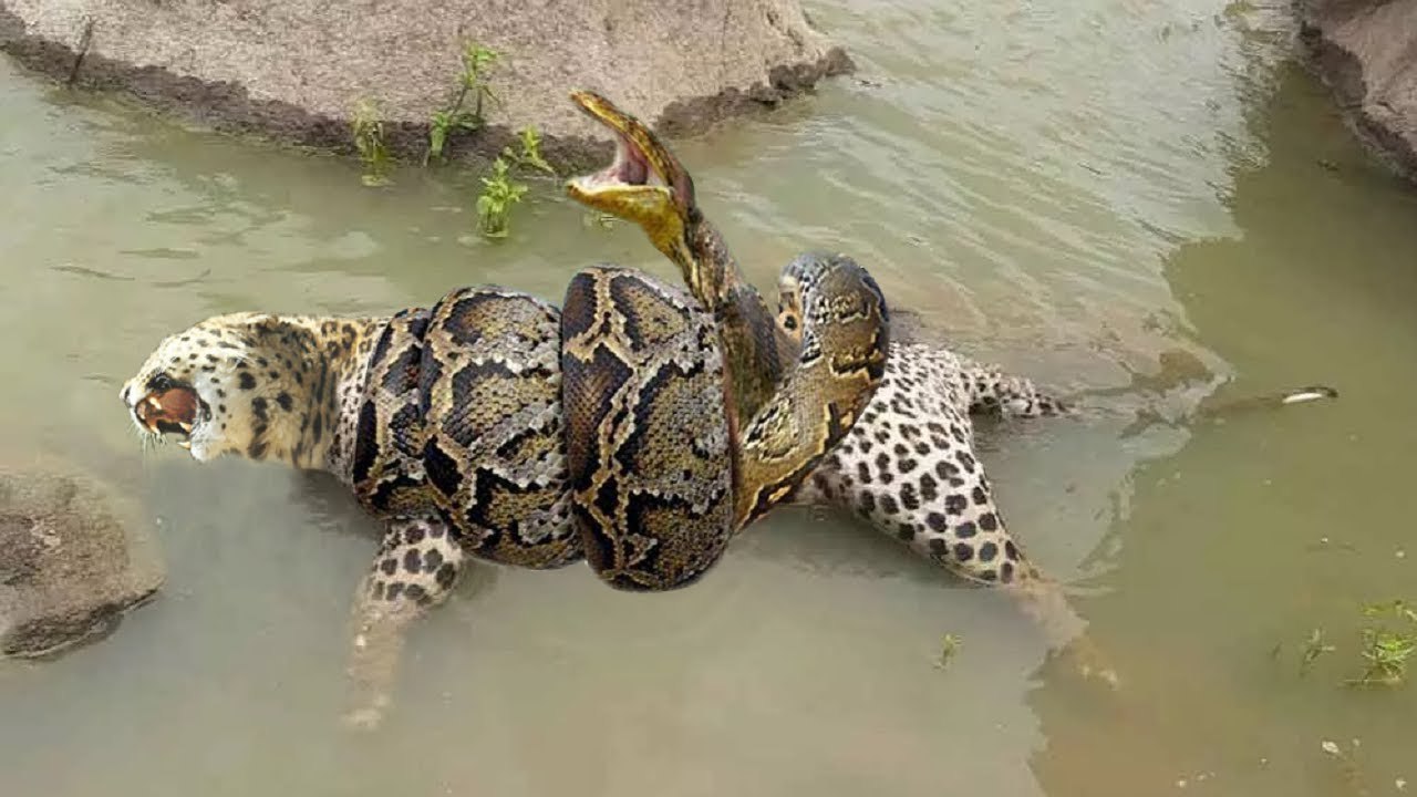 Karma is a bitch! python eat baby leopard ,mother leopard was busy killing baby monkeys!
