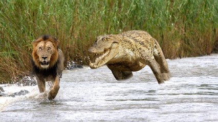 Lion VS Crocodile ,see how this brutal creature defeated the king