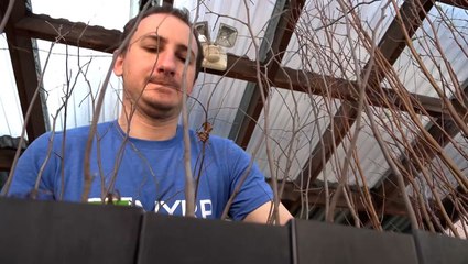 Free tree giveaway returns after pandemic hiatus in Big Apple