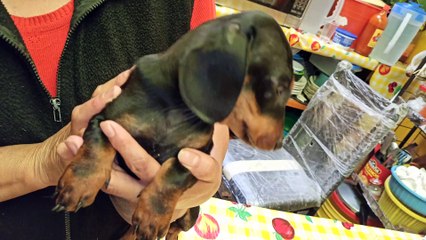 Cómo curar Cara hinchada en perros y gatos
